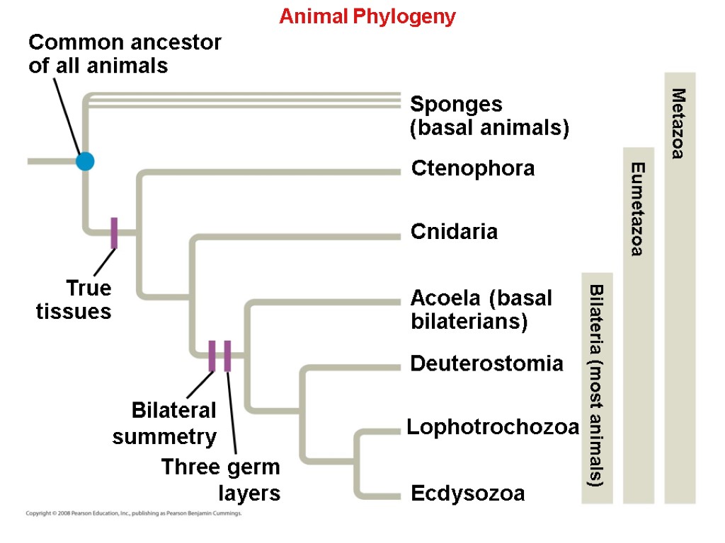 Animal Phylogeny Common ancestor of all animals True tissues Sponges (basal animals) Ctenophora Cnidaria